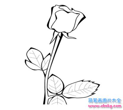 简笔画清晨玫瑰花开的具体画法步骤图片教程