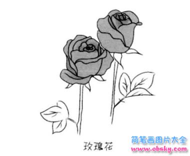 简笔画美丽的玫瑰花的具体画法步骤图片教程