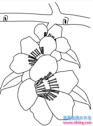 简笔画漂亮的桃花的具体画法步骤图片教程