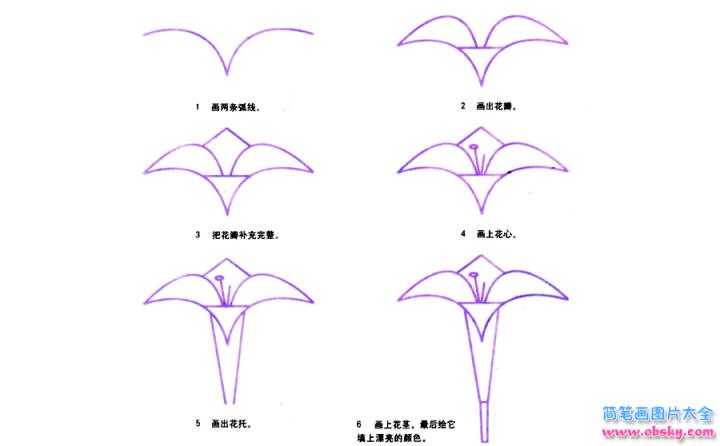 彩色简笔画百合花的图片教程