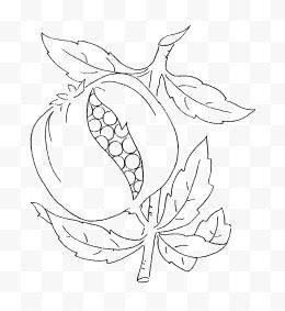 石榴花简笔画图片大全 石榴花简笔画图片大全带颜色