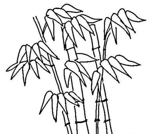 竹子的简笔画 竹子的简笔画图片