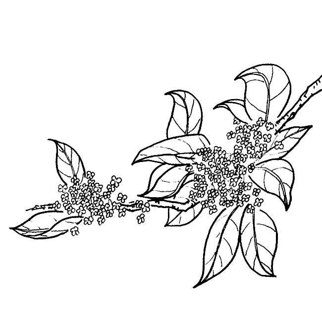 桂花简笔画 桂花简笔画图片