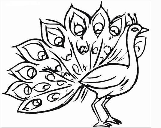 孔雀的简笔画 孔雀的简笔画图片