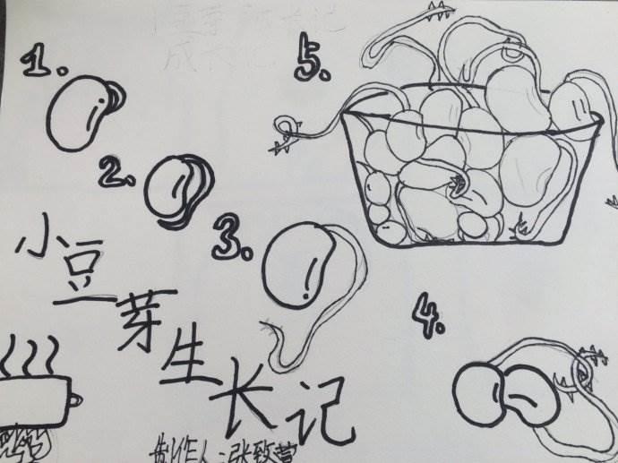 豆芽简笔画 豆芽简笔画生长过程