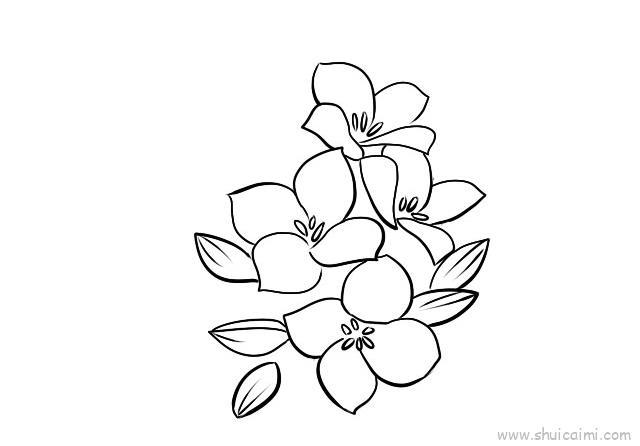长寿花儿童画怎么画 长寿花简笔画图片