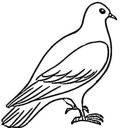 鸽子简笔画 鸽子简笔画简单漂亮