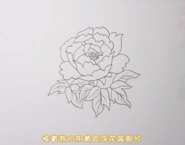 牡丹花简笔画 牡丹花简笔画简单又好看