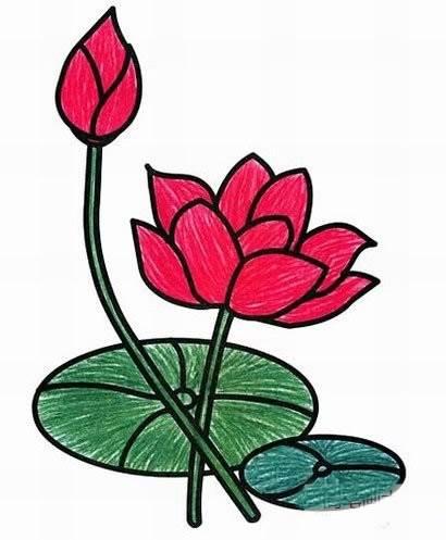 莲花简笔画 莲花简笔画简单又好看