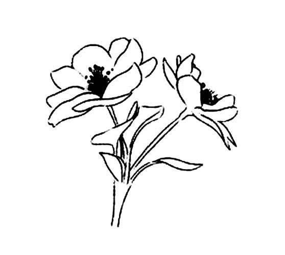 桂花简笔画 桂花简笔画图片