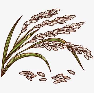 稻穗简笔画 稻穗简笔画图片