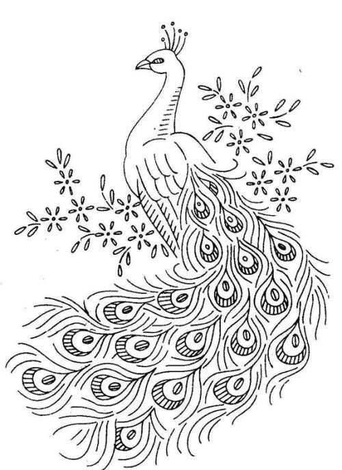 孔雀简笔画 孔雀简笔画图片大全