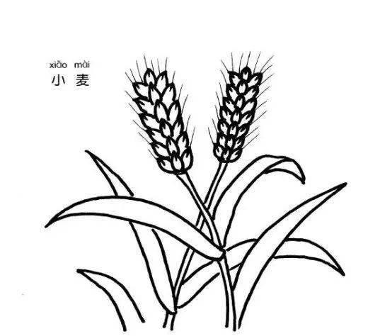 小麦简笔画 小麦简笔画图片
