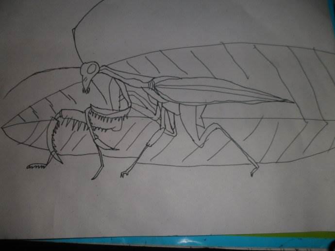 螳螂简笔画 螳螂简笔画简单