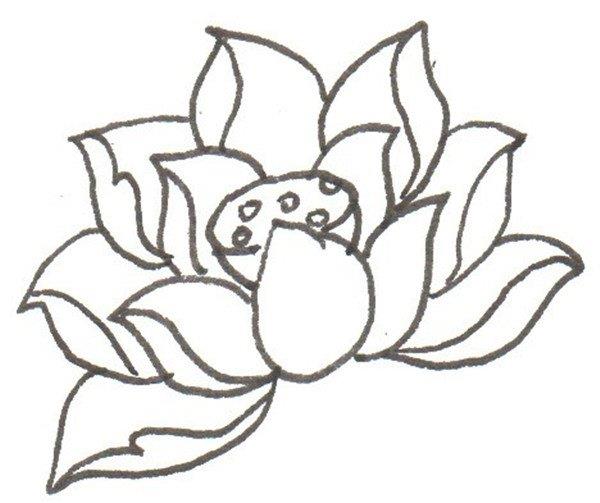 荷花的简笔画怎么画 荷花的简笔画步骤