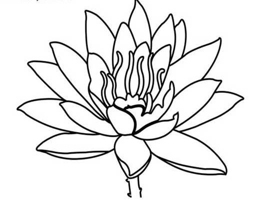 荷花简笔画 荷花简笔画怎么画
