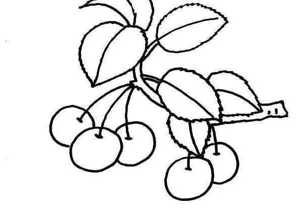 简笔画樱桃树绘画 简笔画的樱桃树
