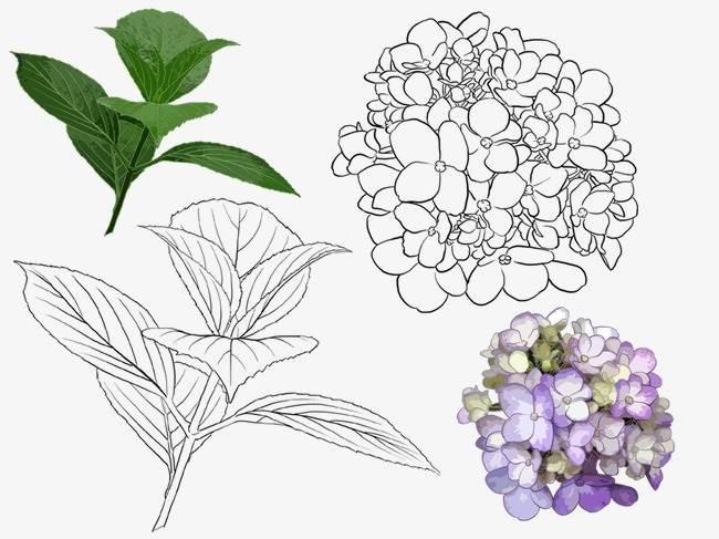 壮族绣球简笔画 壮族绣球简笔画怎么画