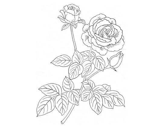 月季花简笔画图片大全 月季花简笔画图片大全大图