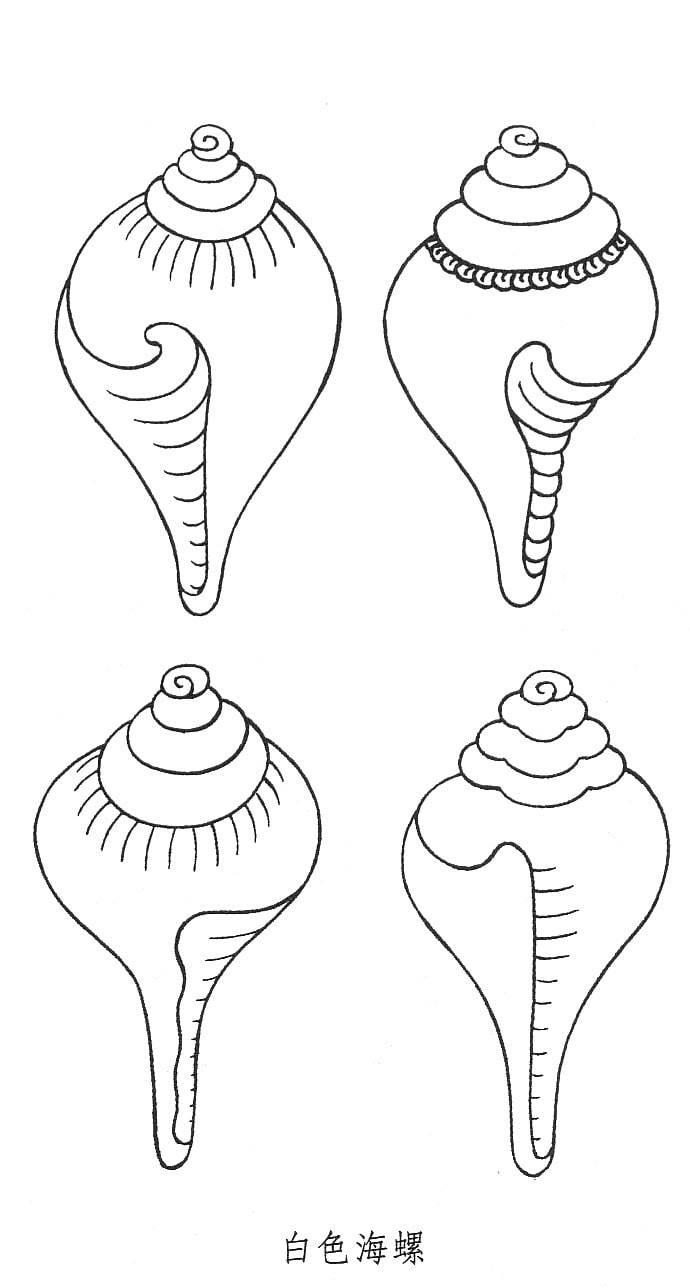 海螺简笔画 海螺简笔画彩色