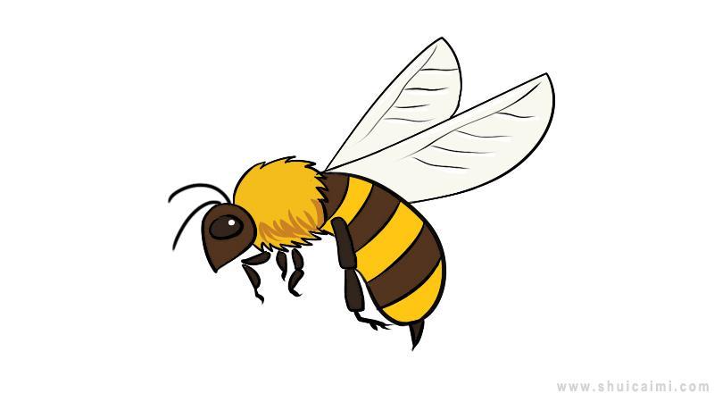 蜜蜂简笔画怎么画 蜜蜂简笔画好看