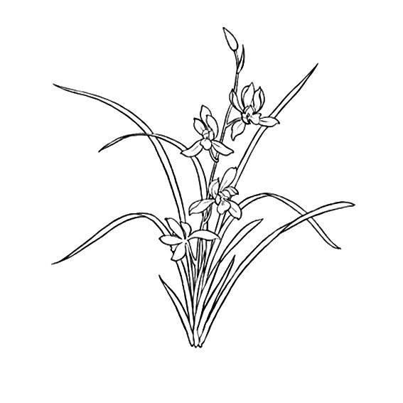 花草简笔画图片大全 儿童画花草简笔画图片大全