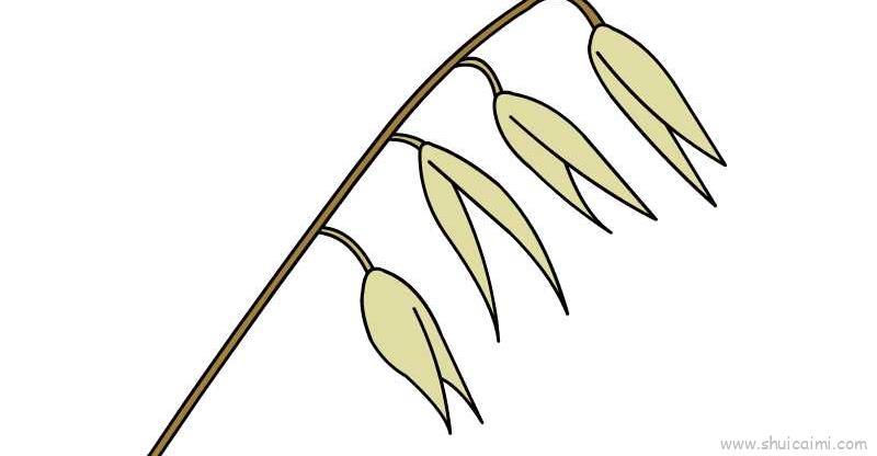 燕麦儿童画怎么画 燕麦简笔画顺序