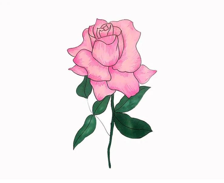 情人节玫瑰简笔画怎么画(含模板素材)