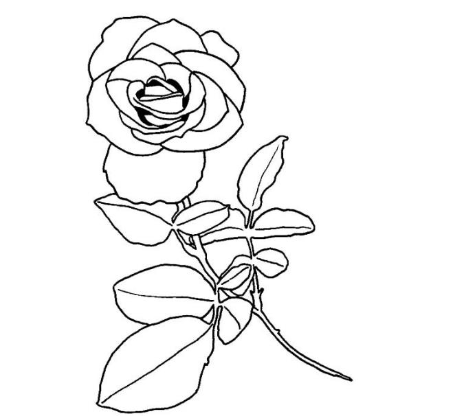 高级玫瑰花怎么画 高级玫瑰花简笔画