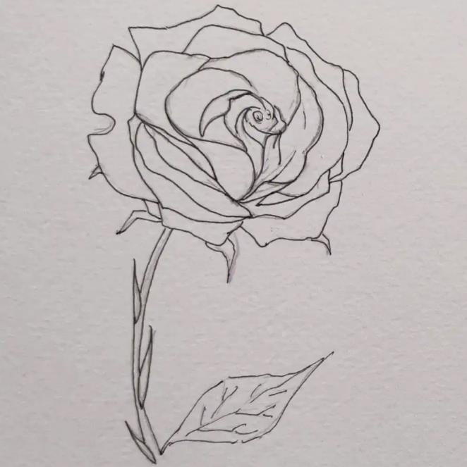 一步一步教我画玫瑰花 玫瑰花简笔画高级感