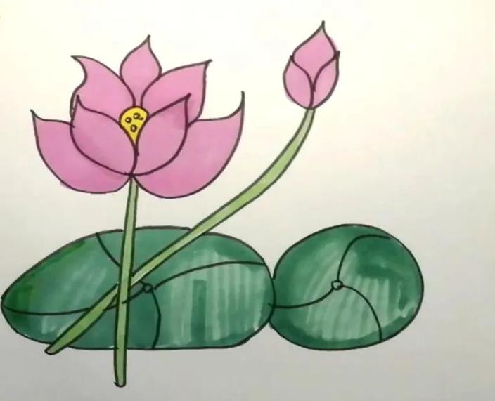 荷花简笔画教程图片彩色版可爱又漂亮