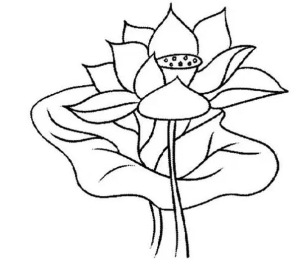2023的夏天荷花简笔画图片欣赏