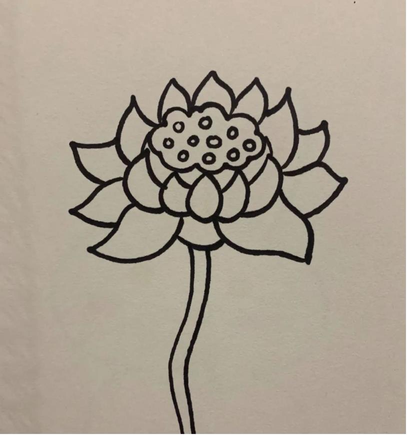 简笔画的莲花怎么画好看又漂亮(含教程步骤)