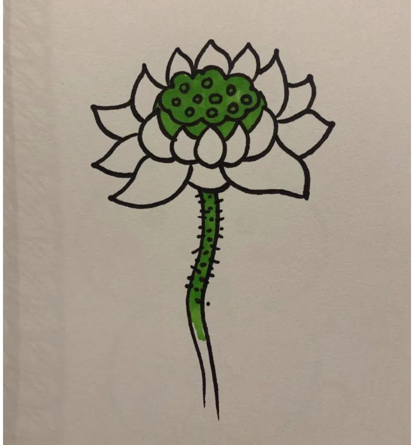 简笔画的莲花怎么画好看又漂亮(含教程步骤)