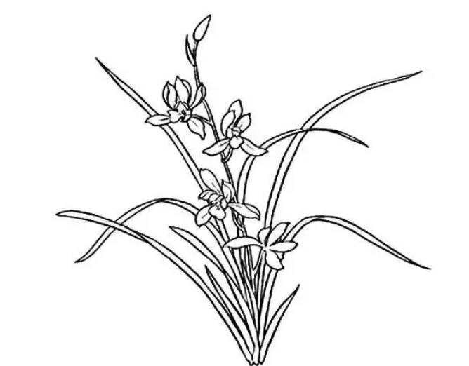 画兰花简笔画图片大全欣赏