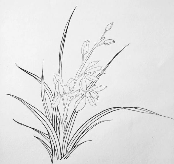 画兰花简笔画图片大全欣赏
