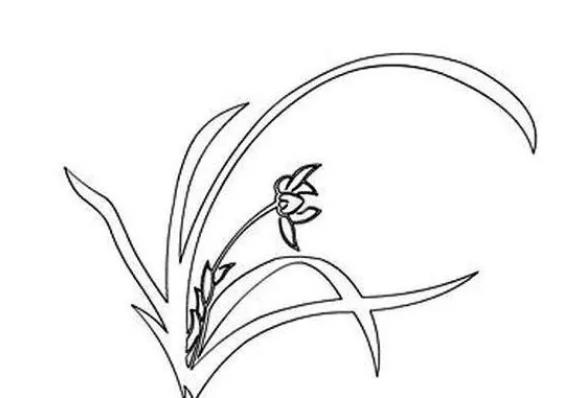 画兰花简笔画图片大全欣赏