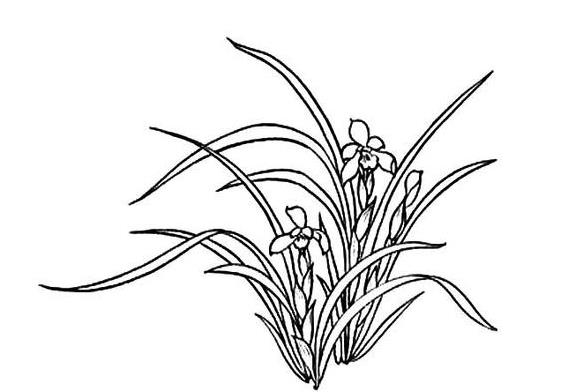 画兰花简笔画图片大全欣赏