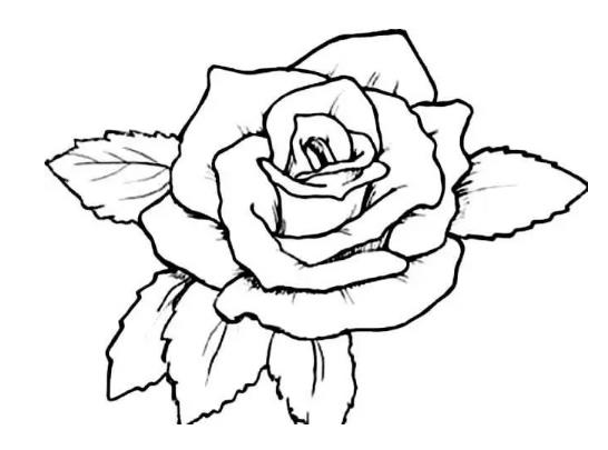 如何画一朵玫瑰花简笔画图片大全欣赏
