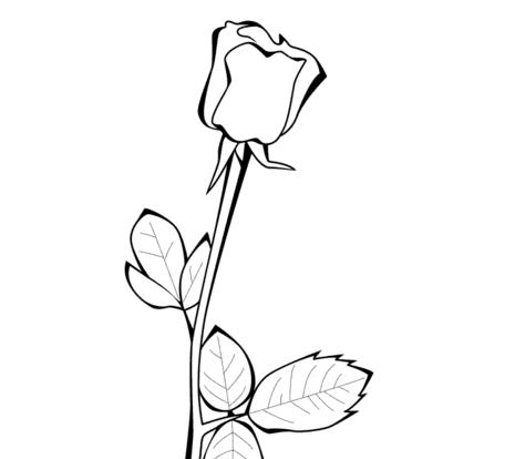 如何画一朵玫瑰花简笔画图片大全欣赏
