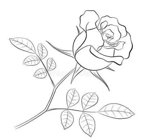 如何画一朵玫瑰花简笔画图片大全欣赏