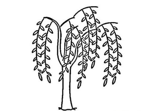 垂柳怎么画简单好看 垂柳简笔画图片