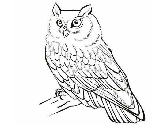 一二三年级画可爱猫头鹰怎么画 猫头鹰简笔画图片超简单