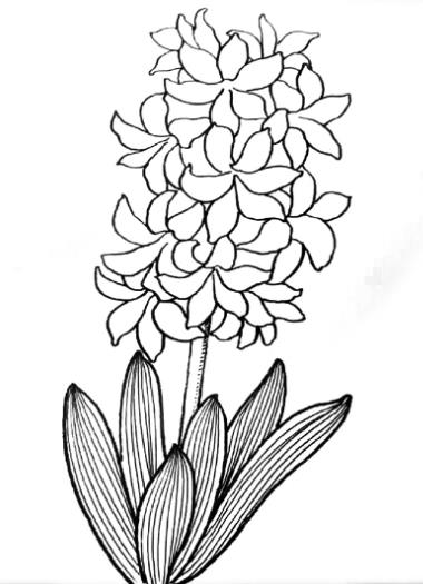 精选风信子的画法简笔画图片大全