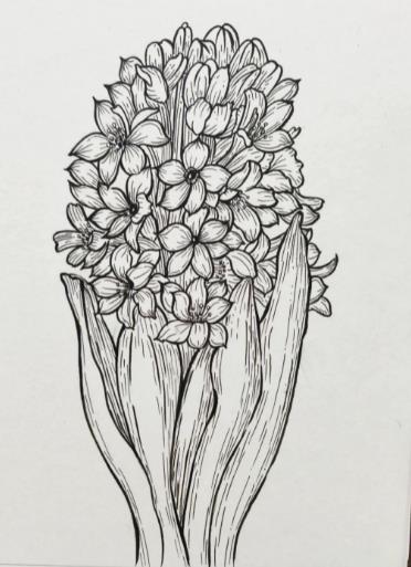 精选风信子的画法简笔画图片大全