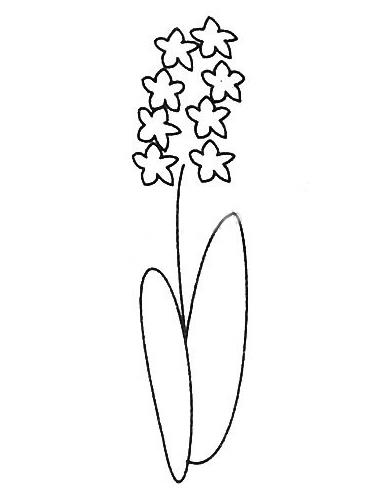 精选风信子的画法简笔画图片大全