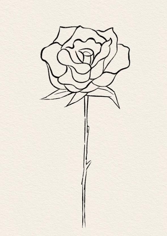 【简笔画】一步一步画玫瑰花图片教程