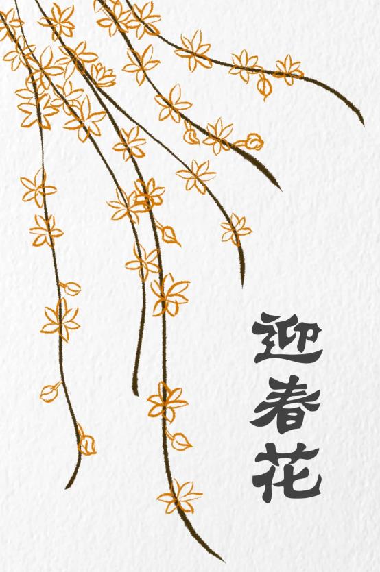 一步一步教我画迎春花简单图片教程