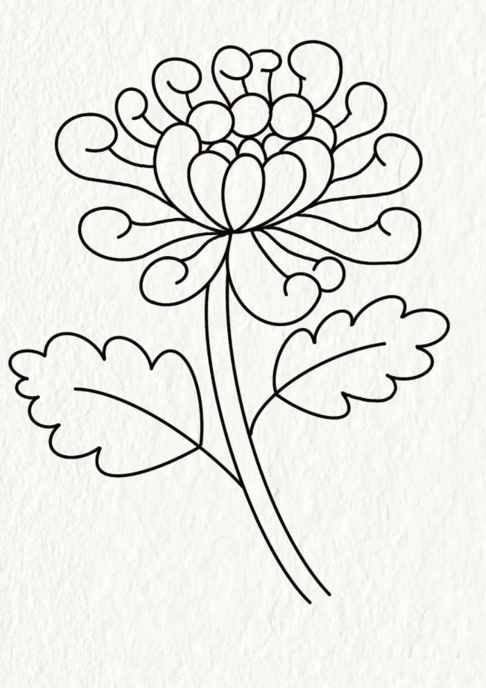 菊花简笔画简单又漂亮 怎样画菊花简单画法教程