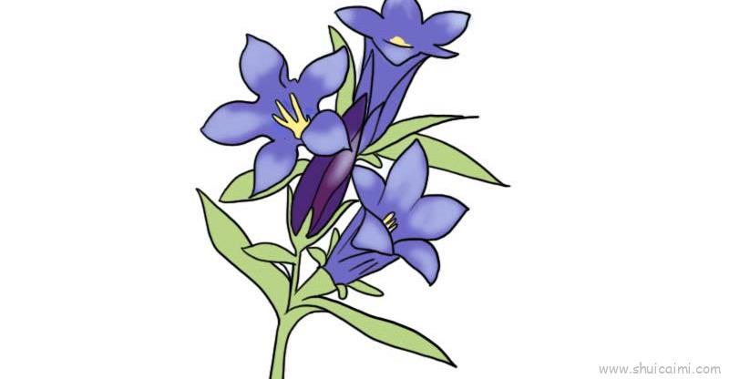龙胆草花儿童画怎么画 龙胆草花简笔画画法